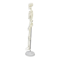 Human Skeleton Model for Medical Students (45 cms tall) Made of PVC Plastic