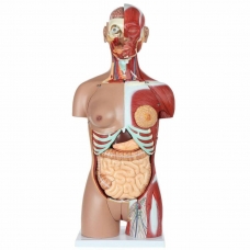 Life-Size Dual-Sex 28-Part Muscled Human Torso Anatomy Model