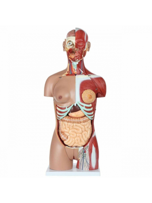 Life-Size Dual-Sex 28-Part Muscled Human Torso Anatomy Model