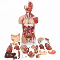 Life-Size Dual-Sex 28-Part Muscled Human Torso Anatomy Model