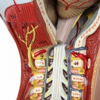Life-Size Dual-Sex 28-Part Muscled Human Torso Anatomy Model