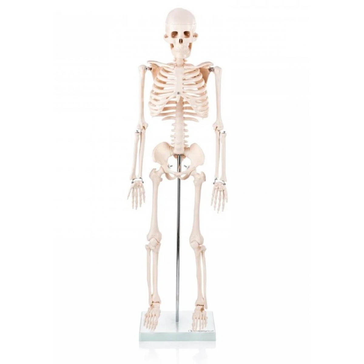 Pilates Anatomoy Bundle - Myaskro
