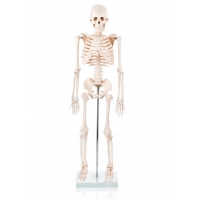 Pilates Anatomoy Bundle - Myaskro
