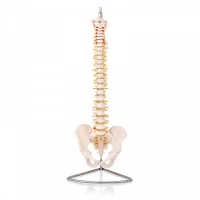 Physiotherapy Teaching Bundle - Myaskro