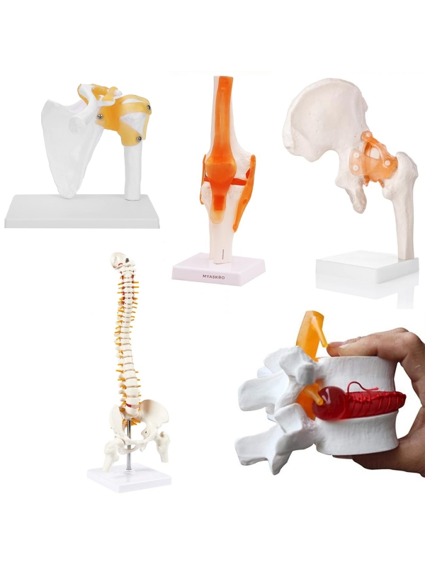 Orthopedic Joint & Spine Anatomy Model Bundle – Includes Spine, Knee, Shoulder, Hip, and Lumbar Disc Herniation Models - Myaskro