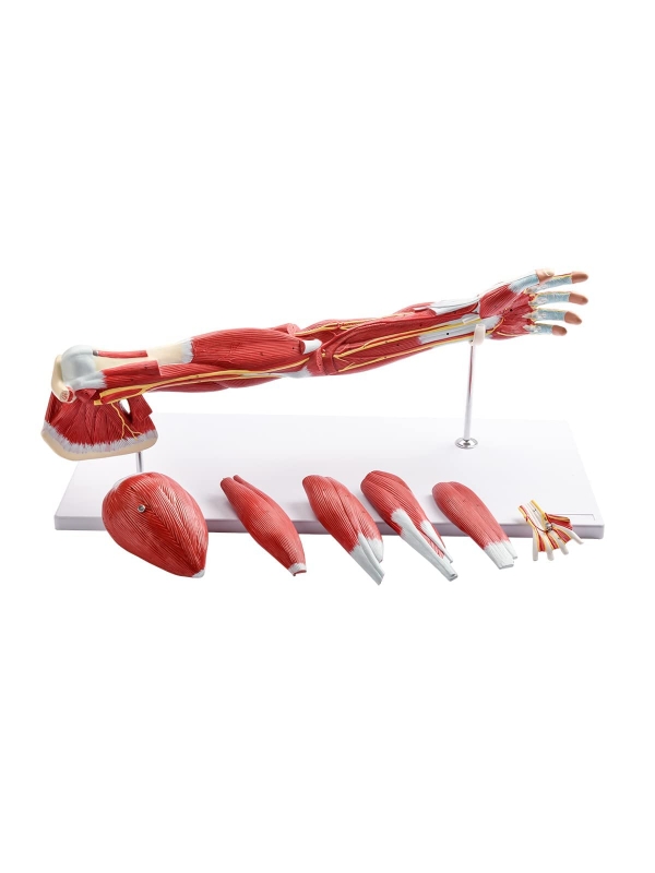 MYASKRO - Muscular Human Arm Anatomical Model Dissectible Into 7 Parts