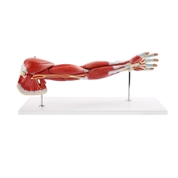 MYASKRO - Muscular Human Arm Anatomical Model Dissectible Into 7 Parts