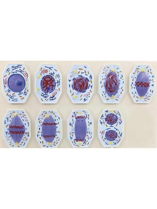 Animal Cell Mitosis Model – 9 Stages (Removable Blocks on Stand)