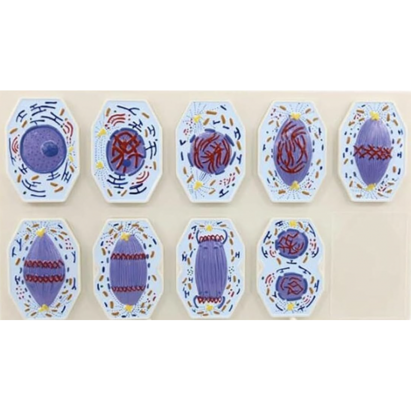 Animal Cell Mitosis Model – 9 Stages (Removable Blocks on Stand)