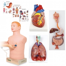 Auscultation Training Bundle — Advanced Lab (Myaskro) Auscultation Training Bundle — Advanced Lab (Myaskro)