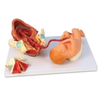 Birth Model Set (3-Part) — Demonstration Model of Childbirth | MYASKRO