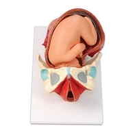 Birth Model Set (3-Part) — Demonstration Model of Childbirth | MYASKRO