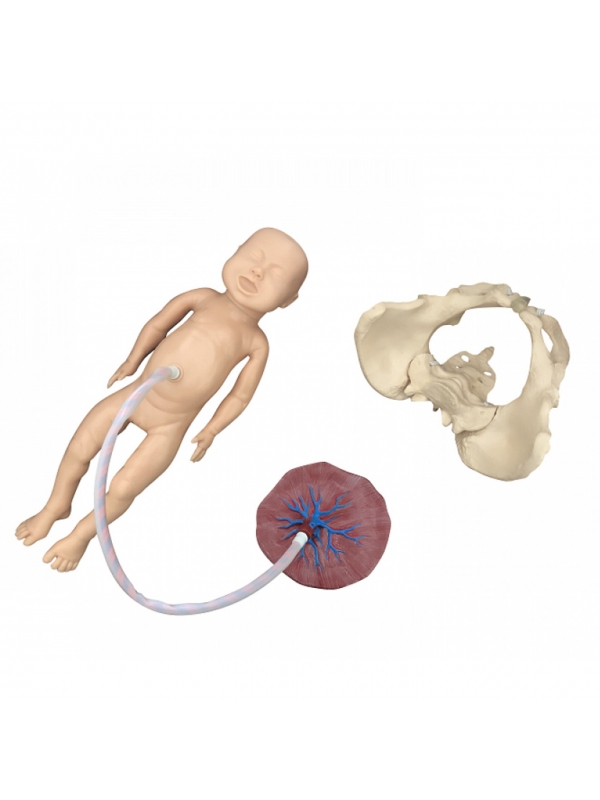 Child Birth Model With Female Pelvis, Placenta & Baby