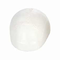 Skull Cap (Calvarium) Anatomical Model - MYASKRO