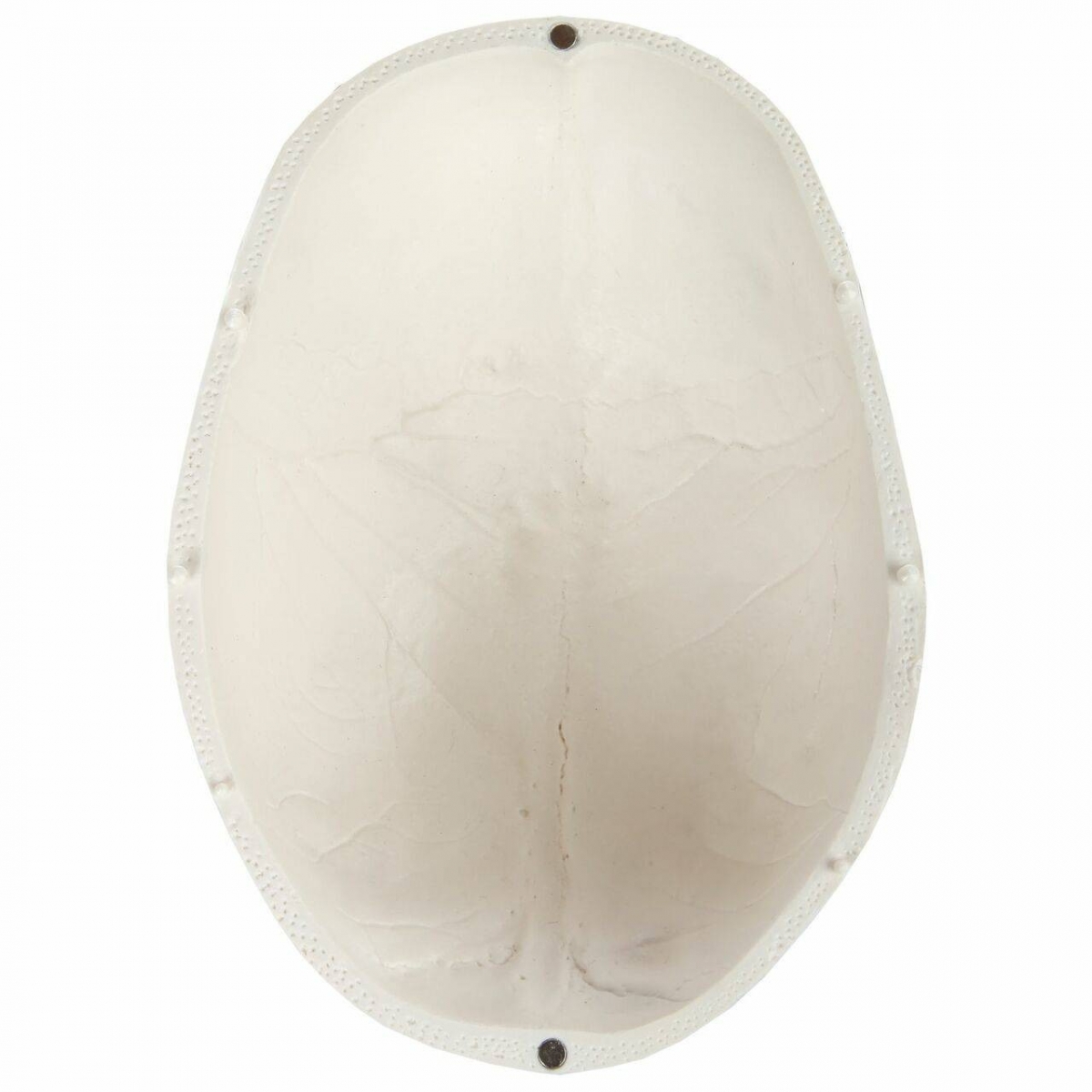 Skull Cap (Calvarium) Anatomical Model - MYASKRO