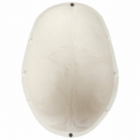 Skull Cap (Calvarium) Anatomical Model - MYASKRO