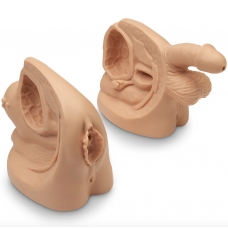 Male & Female Catheter Model Set