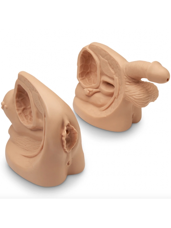 Male & Female Catheter Model Set