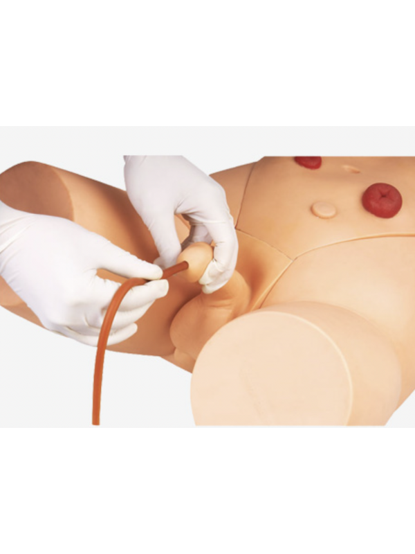 Catheterization Training Simulator(Male)