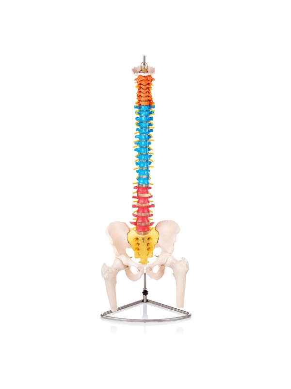 Human Spine Didactic Anatomical Model With Colored Regions (Life-Size) - MYASKRO