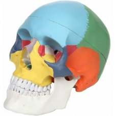 Skull Model With Colours For Easy Identification Of Various Human Skull Regions (Life Size) - MYASKRO