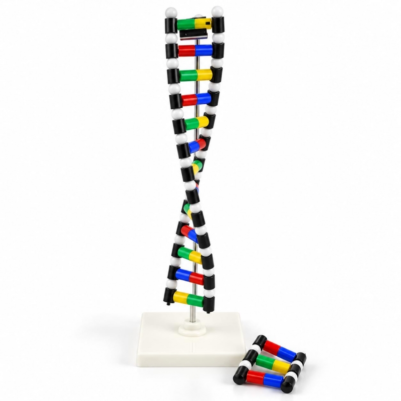 DNA Double Helix Anatomical Model with Base Pairing - MYASKRO