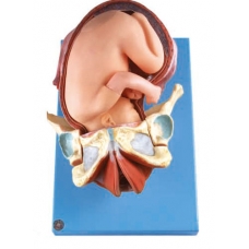 Demonstration Model of Childbirth by Myaskro