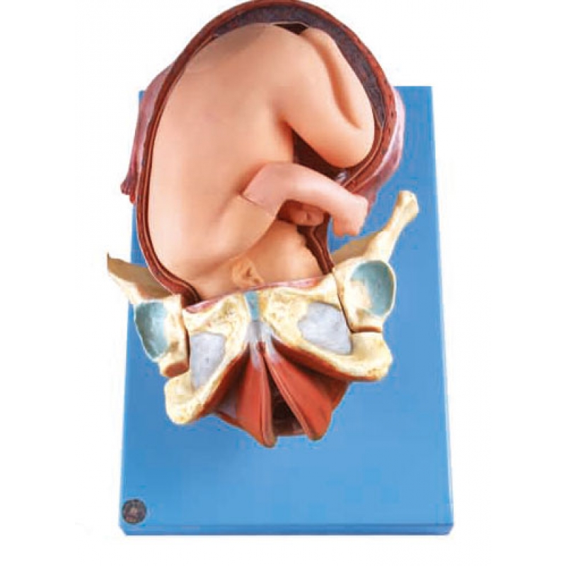 Demonstration Model of Childbirth by Myaskro