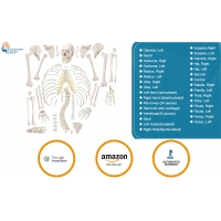 Bi-Lateral Disarticulated Human Skeleton Model For Medical Students