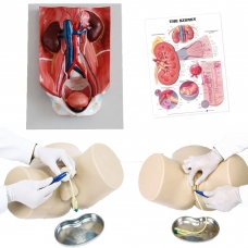 MYASKRO Dual-Sex Catheter Trainer & Urinary System Bundle