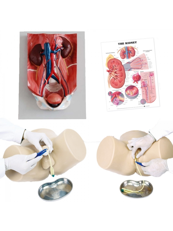 MYASKRO Dual-Sex Catheter Trainer & Urinary System Bundle