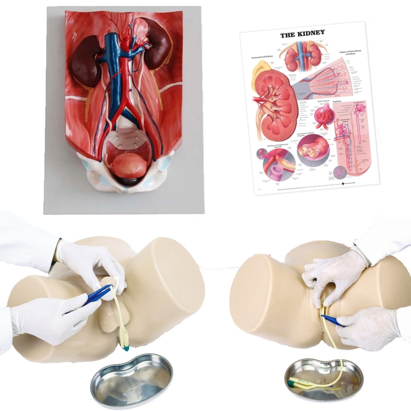 MYASKRO Dual-Sex Catheter Trainer & Urinary System Bundle