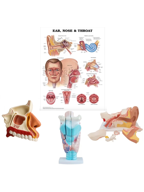 ENT Anatomy Bundle – Ear, Nose & Throat Models + Laminated Chart | MYASKRO