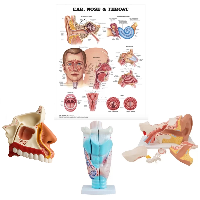 ENT Anatomy Bundle – Ear, Nose & Throat Models + Laminated Chart | MYASKRO