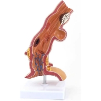 Esophagus Model - Myaskro
