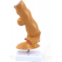 Esophagus Model - Myaskro