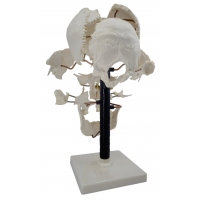 Exploded Human Skull Model - MYASKRO