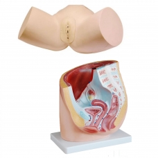 MYASKRO Female Catheter Trainer & Urinary System Bundle