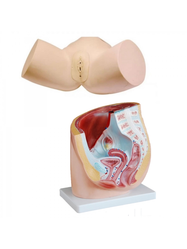 MYASKRO Female Catheter Trainer & Urinary System Bundle