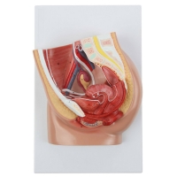MYASKRO Female Catheter Trainer & Urinary System Bundle