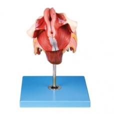 Myaskro - Female Genital Organ Model With Precise Anatomical Details