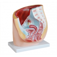 Comprehensive Female Pelvic Anatomy Model Bundle – Includes Pelvis with Organs & Floor Muscles and Sectional Pelvic Model