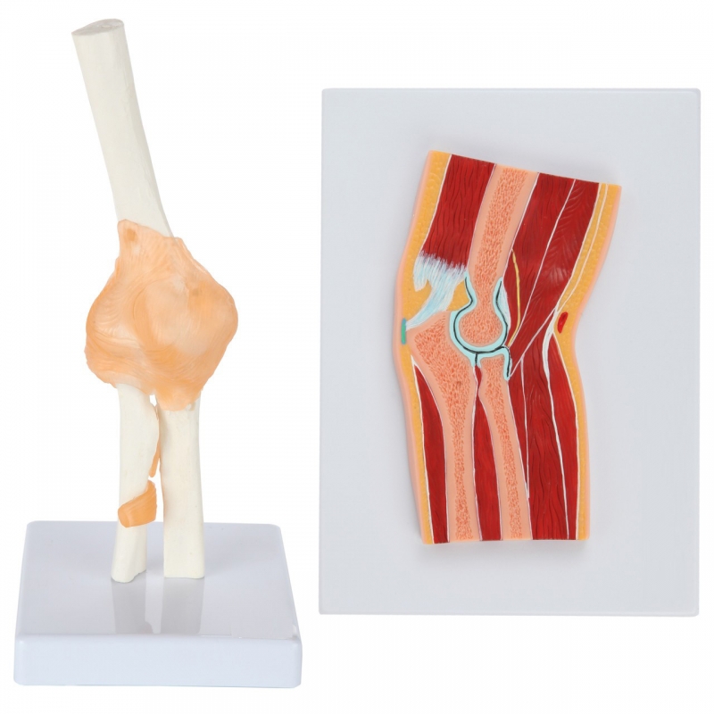 Functional Elbow Joint & Cross-Section Anatomy Model Bundle – Myaskro