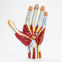 MYASKRO Hand & Foot Anatomy Model Set