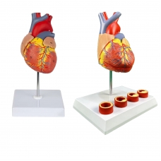 Heart Anatomy Model Bundle | Myaskro