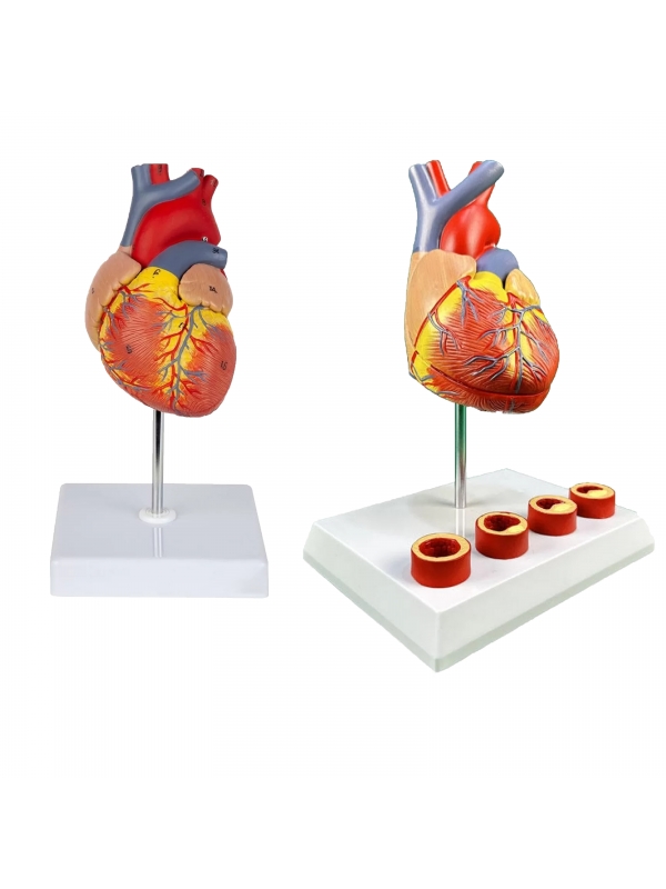 Heart Anatomy Model Bundle | Myaskro