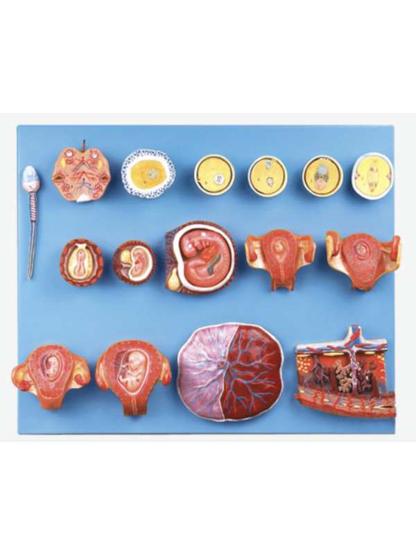 Human Fertilization and Early Embryogeny