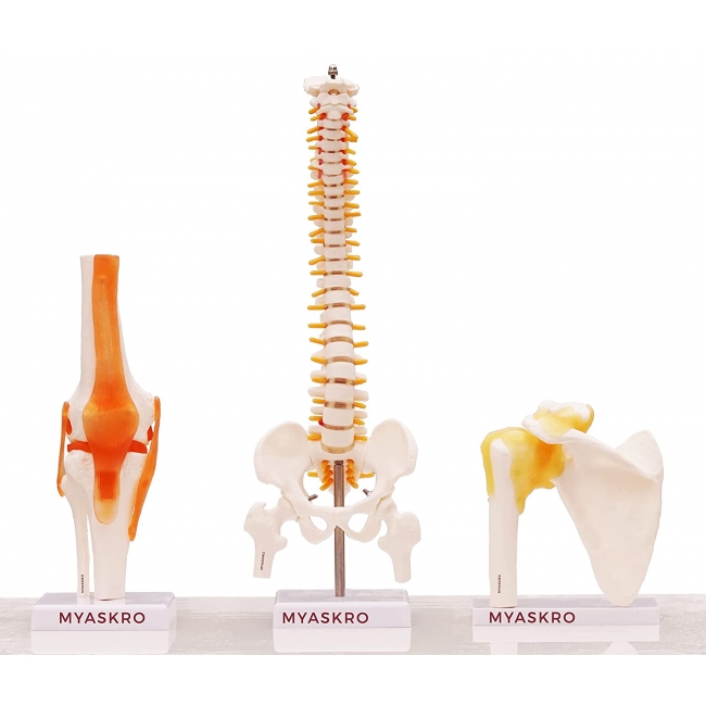 Spine Model, Knee Model, Shoulder Model, 3 Items Bundle | Premium Medical Quality | 96% Anatomical Accuracy