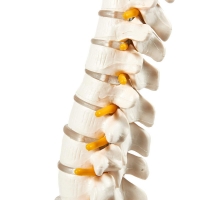 Spine Model, Knee Model, Shoulder Model, 3 Items Bundle | Premium Medical Quality | 96% Anatomical Accuracy