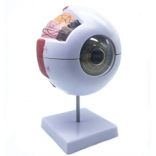 Human Eye Enlarged Anatomical Model With Dissectible Parts - MYASKRO